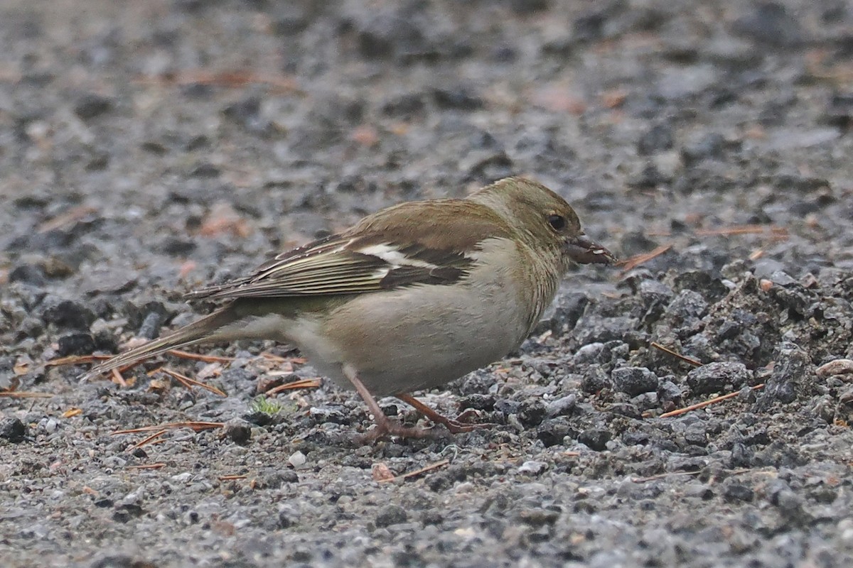 פרוש מצוי - ML646838127