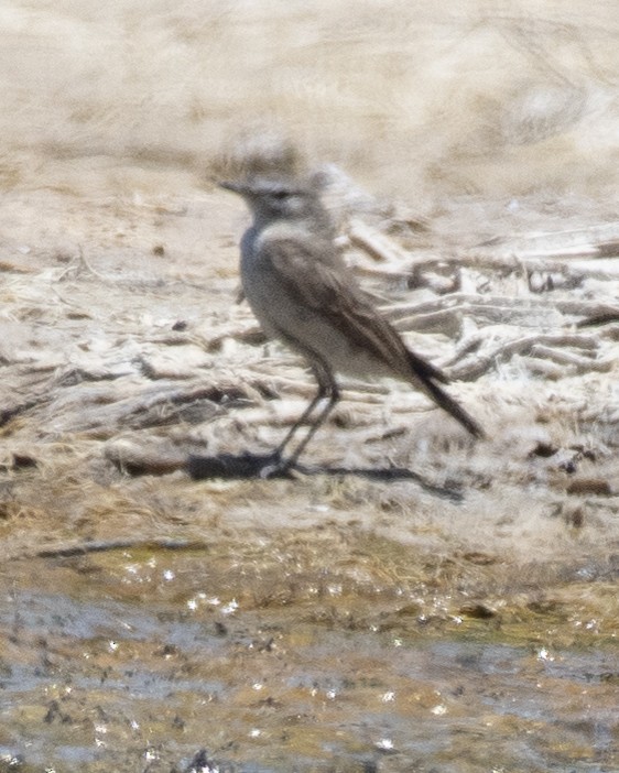 Spot-billed Ground-Tyrant - ML646838129