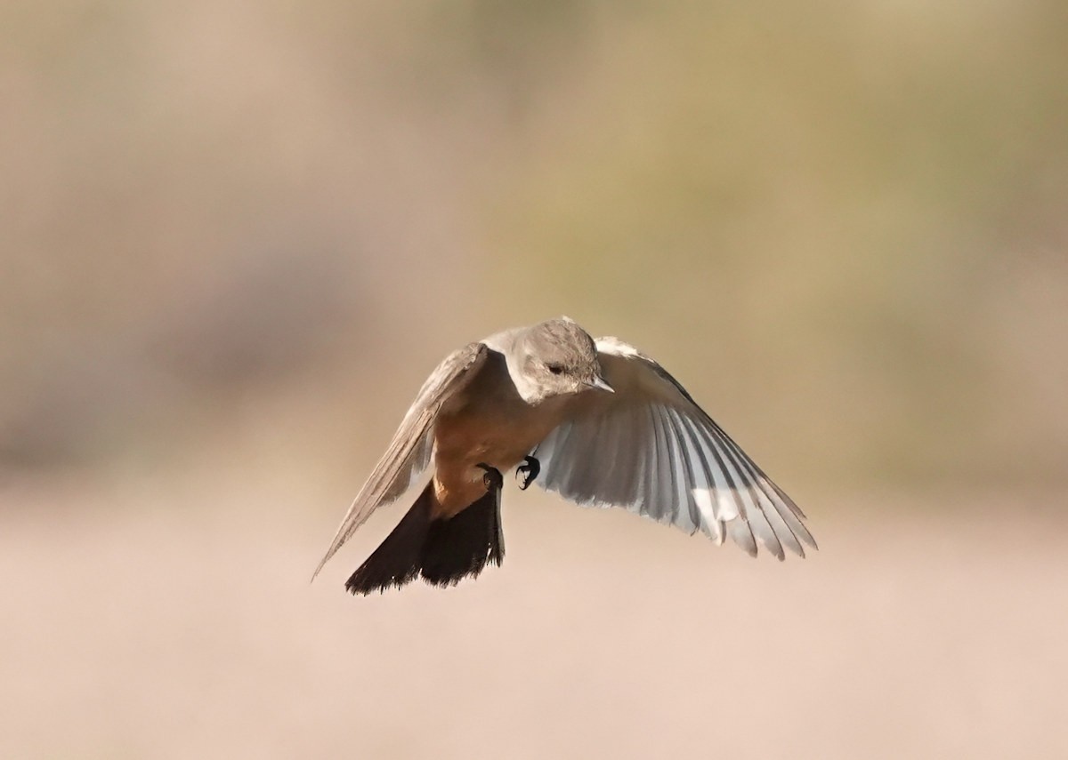 Say's Phoebe - ML646838130