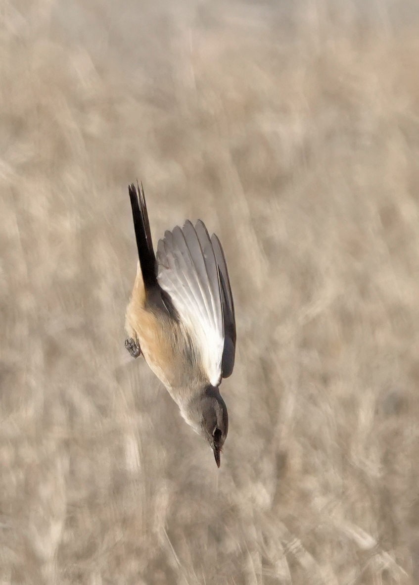 Say's Phoebe - ML646838131