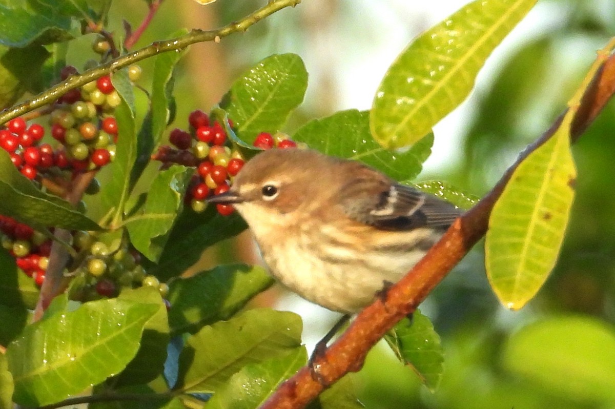 Reinita Coronada - ML646838134
