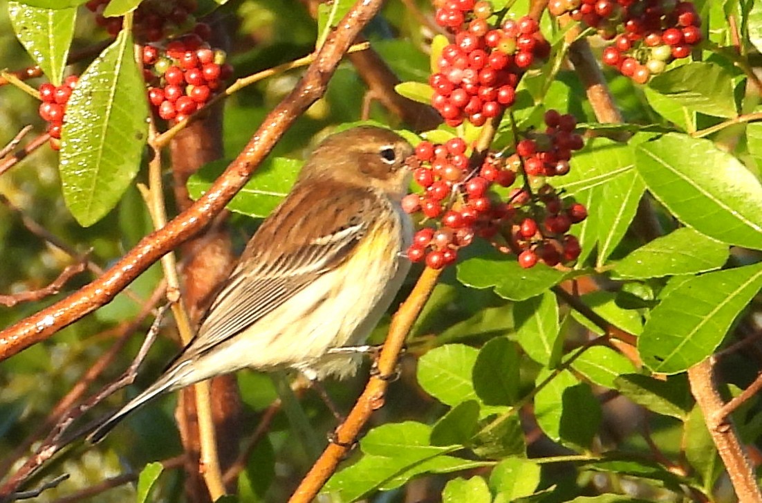 Reinita Coronada - ML646838135