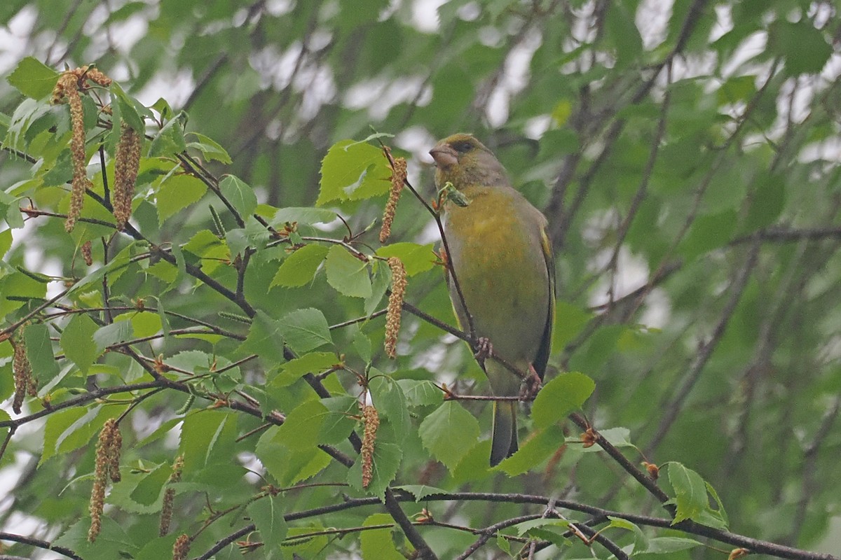 European Greenfinch - ML646838138
