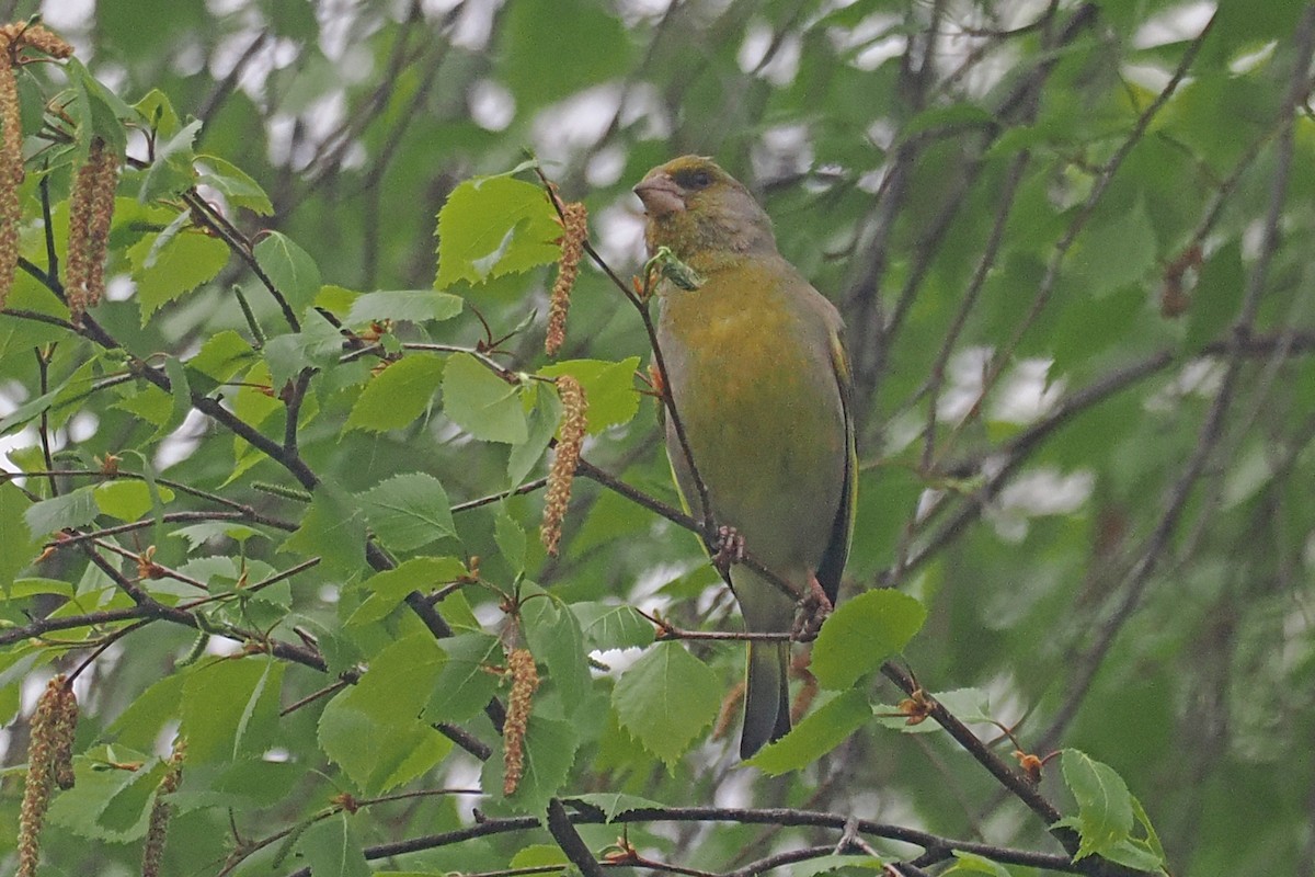 Verderón Común - ML646838139