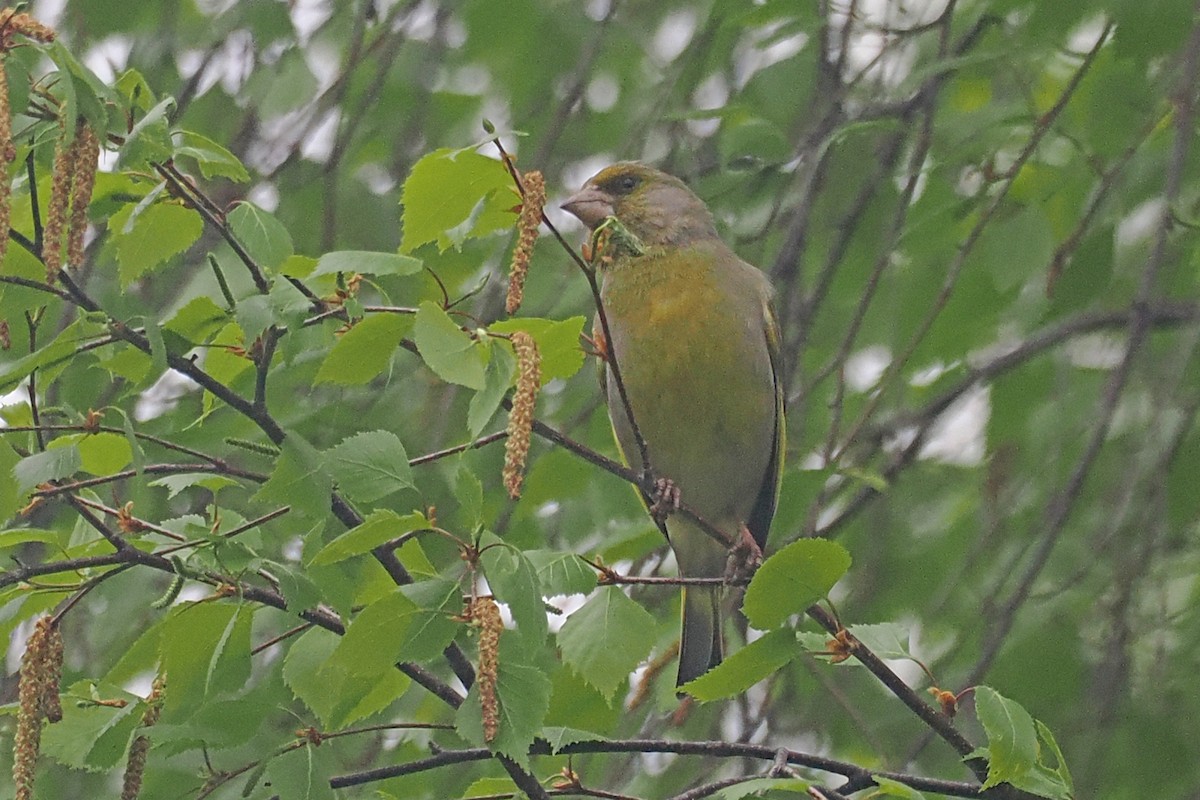 Verderón Común - ML646838141