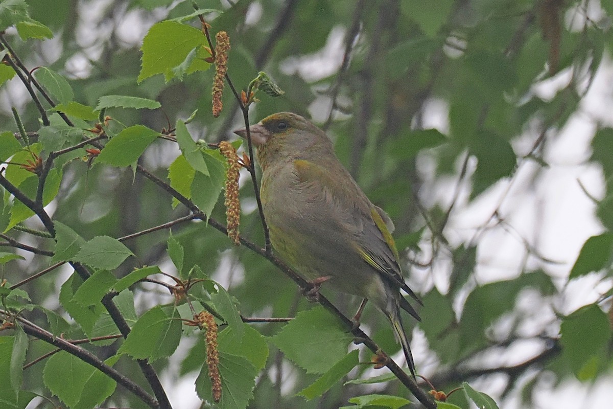 Verderón Común - ML646838142