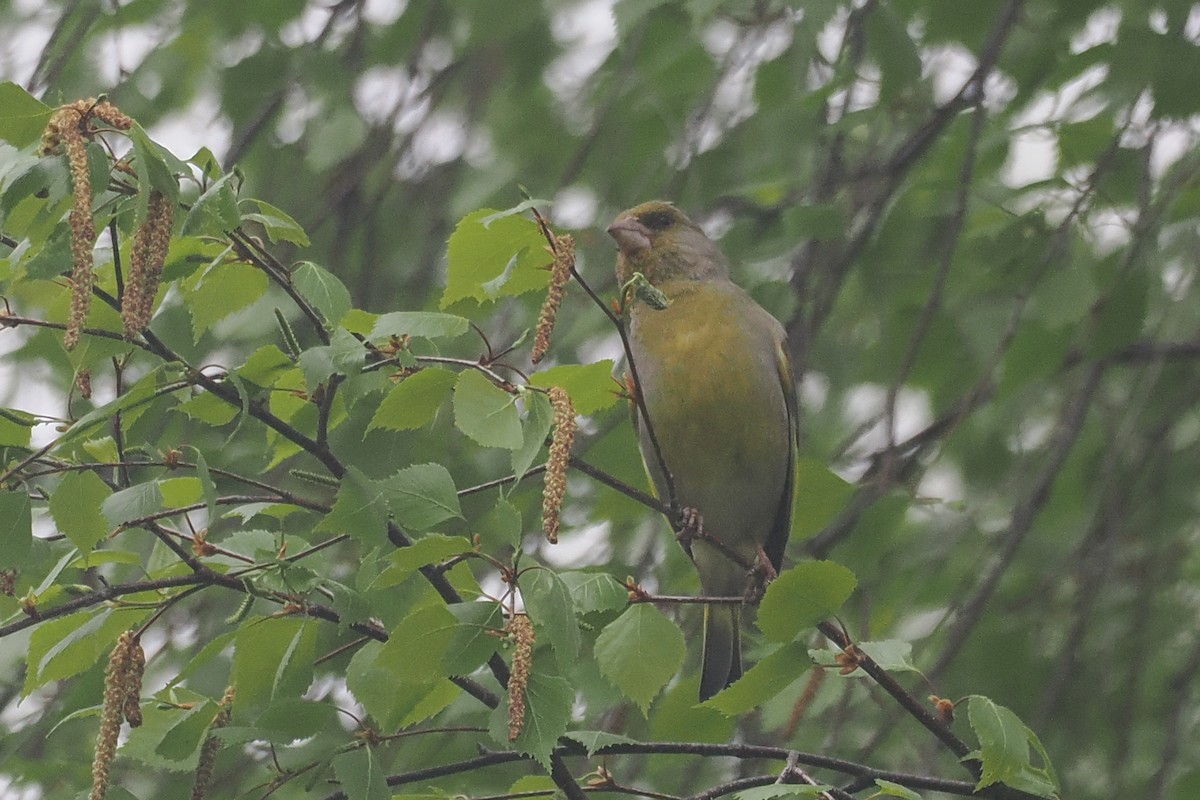 Verderón Común - ML646838143