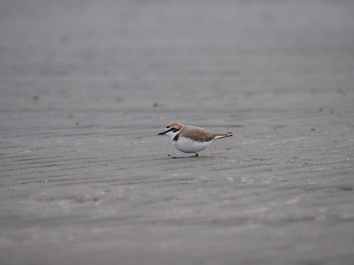 Chorlitejo Patinegro - ML646838144