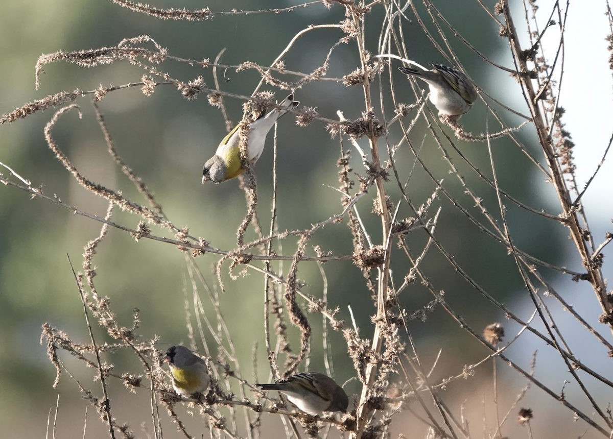 gråstillits - ML646838145