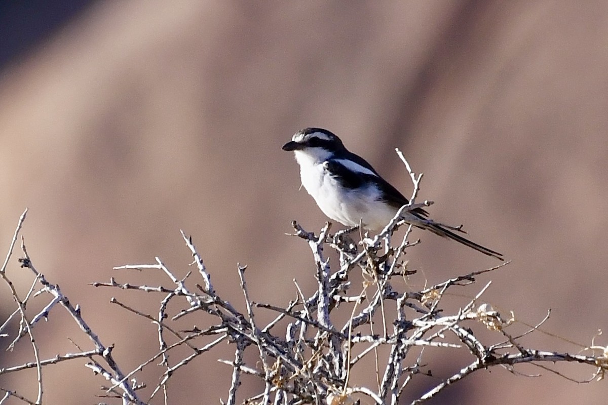 Fiskalwürger - ML646838147