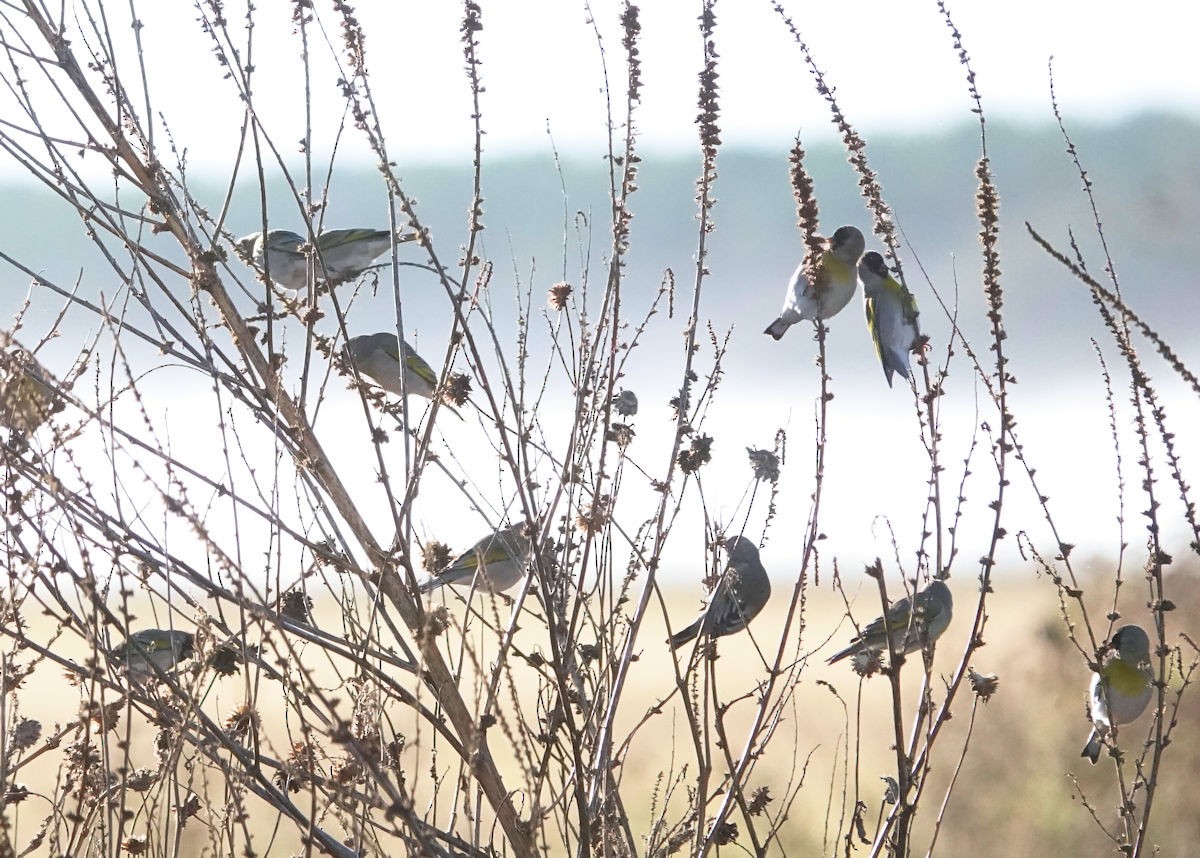 gråstillits - ML646838148