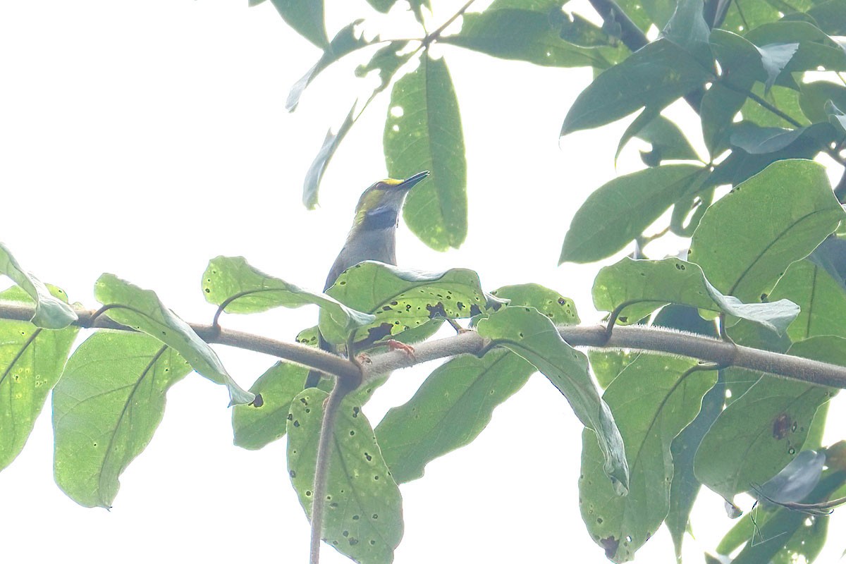 Camaróptera Cejigualda - ML646838149