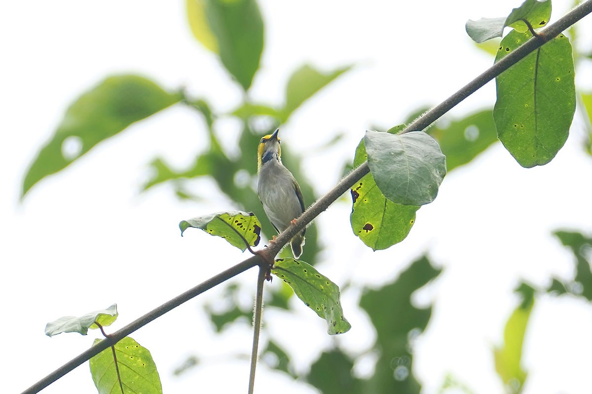 Camaróptera Cejigualda - ML646838150