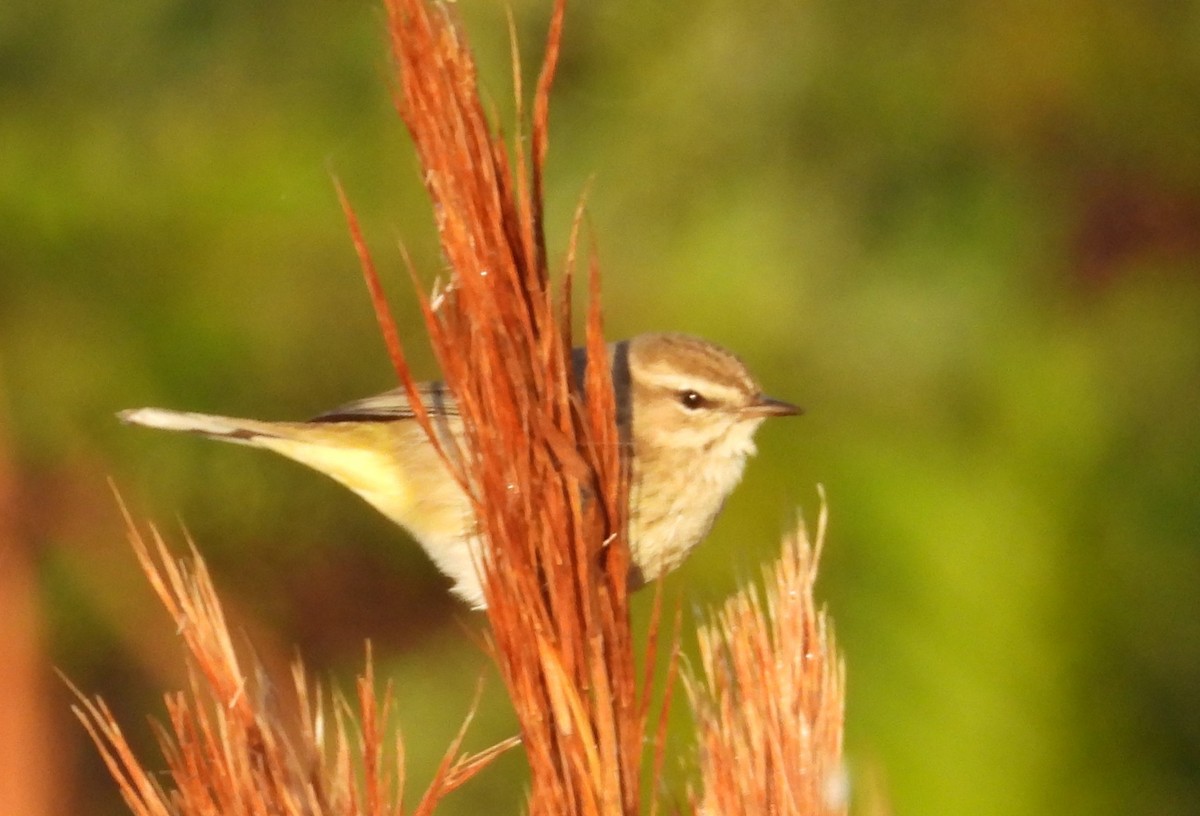 Reinita Palmera - ML646838151