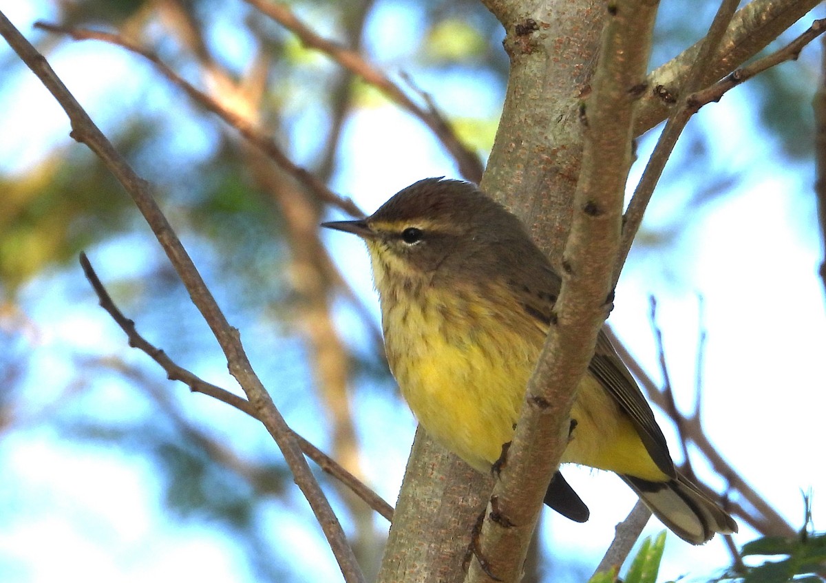 Reinita Palmera - ML646838152