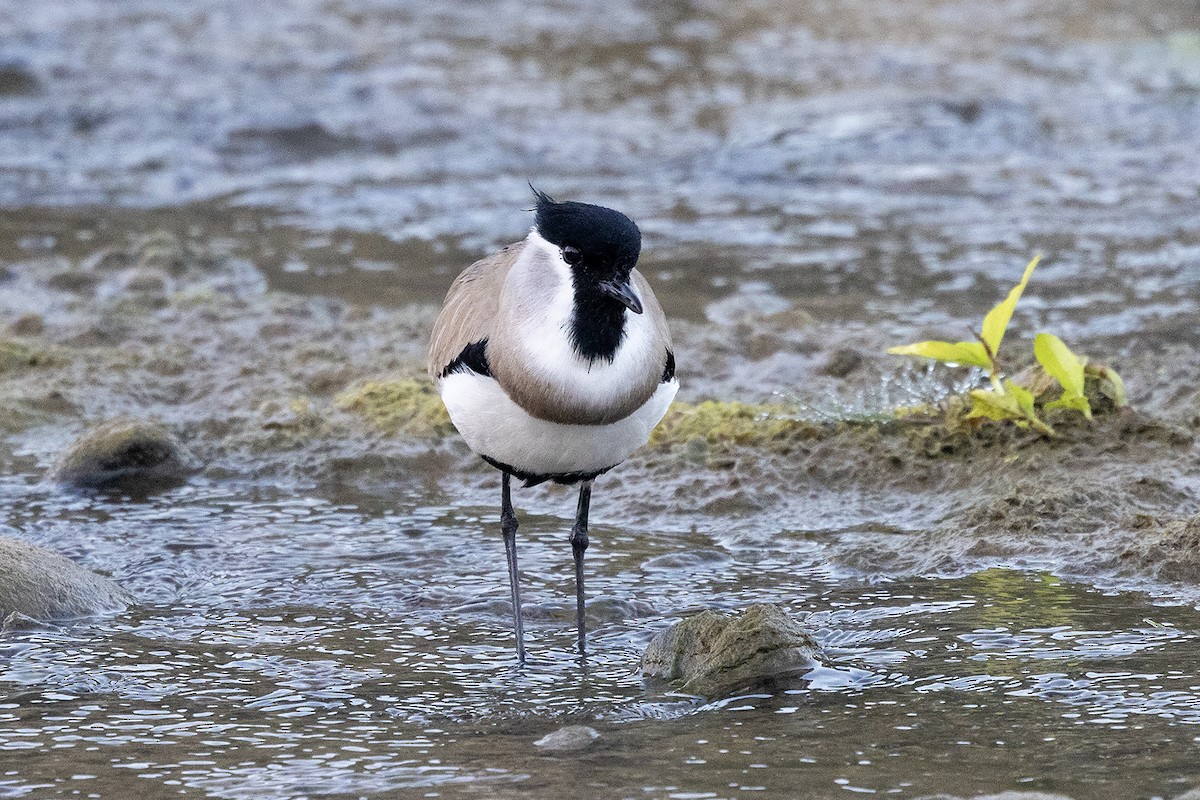 River Lapwing - ML646838154