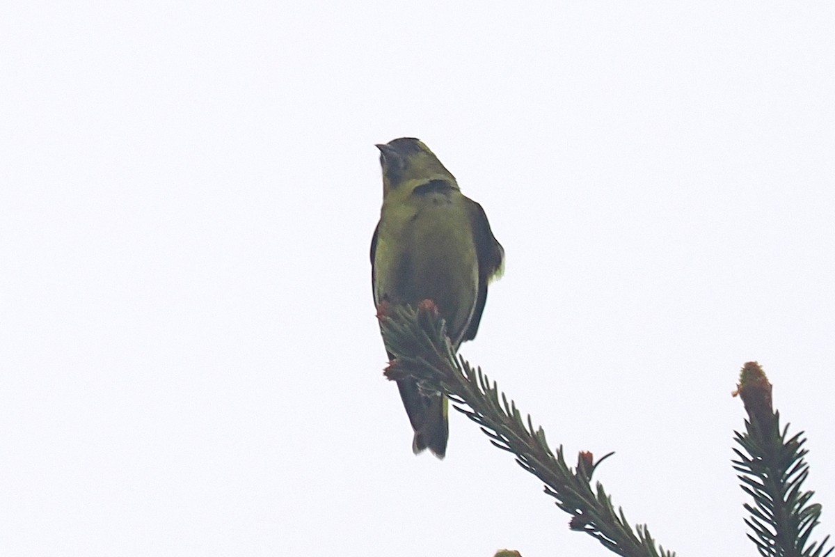 Jilguero Lúgano - ML646838155