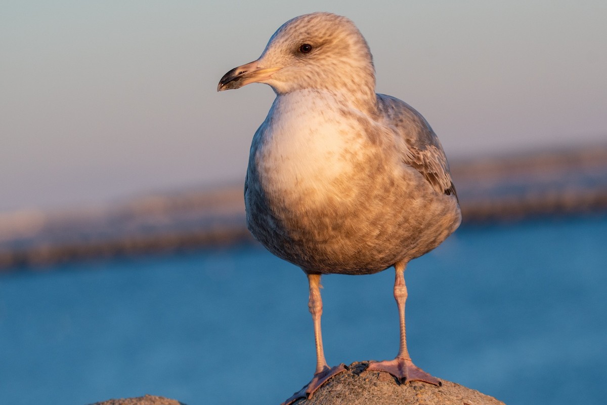 アメリカセグロカモメ - ML646838156