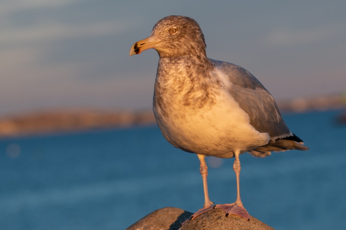 アメリカセグロカモメ - ML646838157