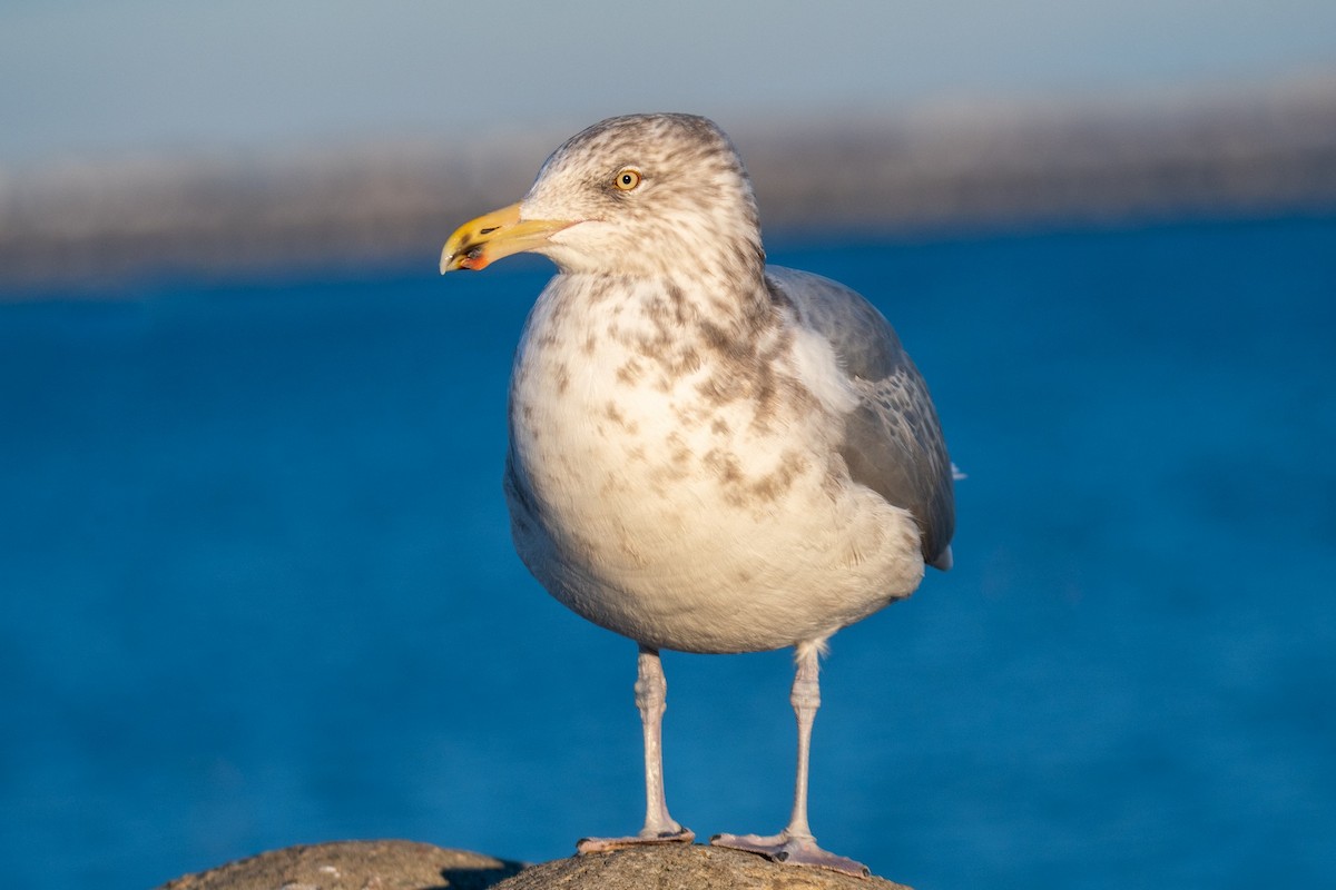 アメリカセグロカモメ - ML646838158