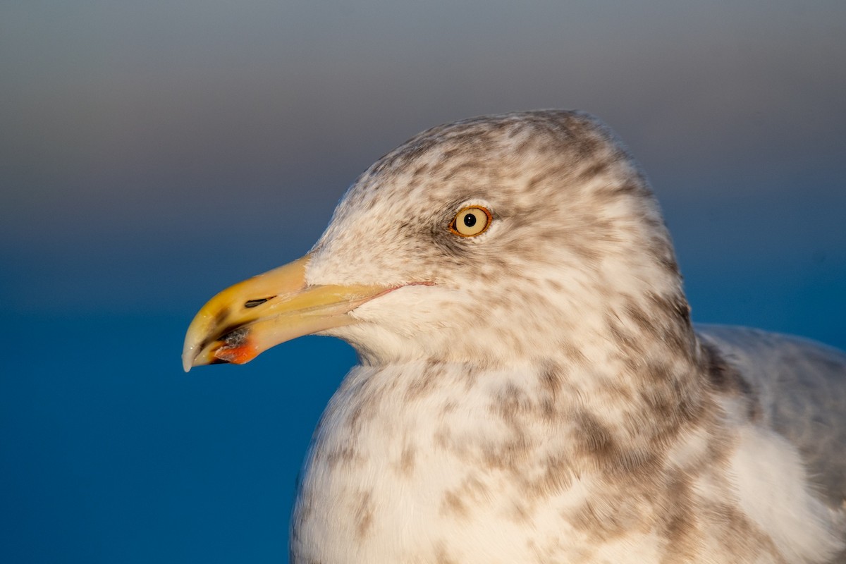 アメリカセグロカモメ - ML646838159