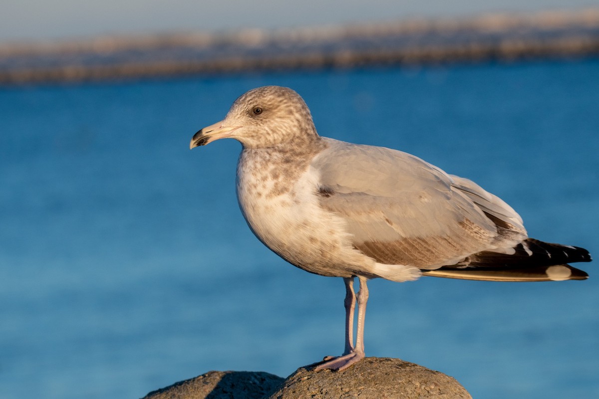 アメリカセグロカモメ - ML646838160