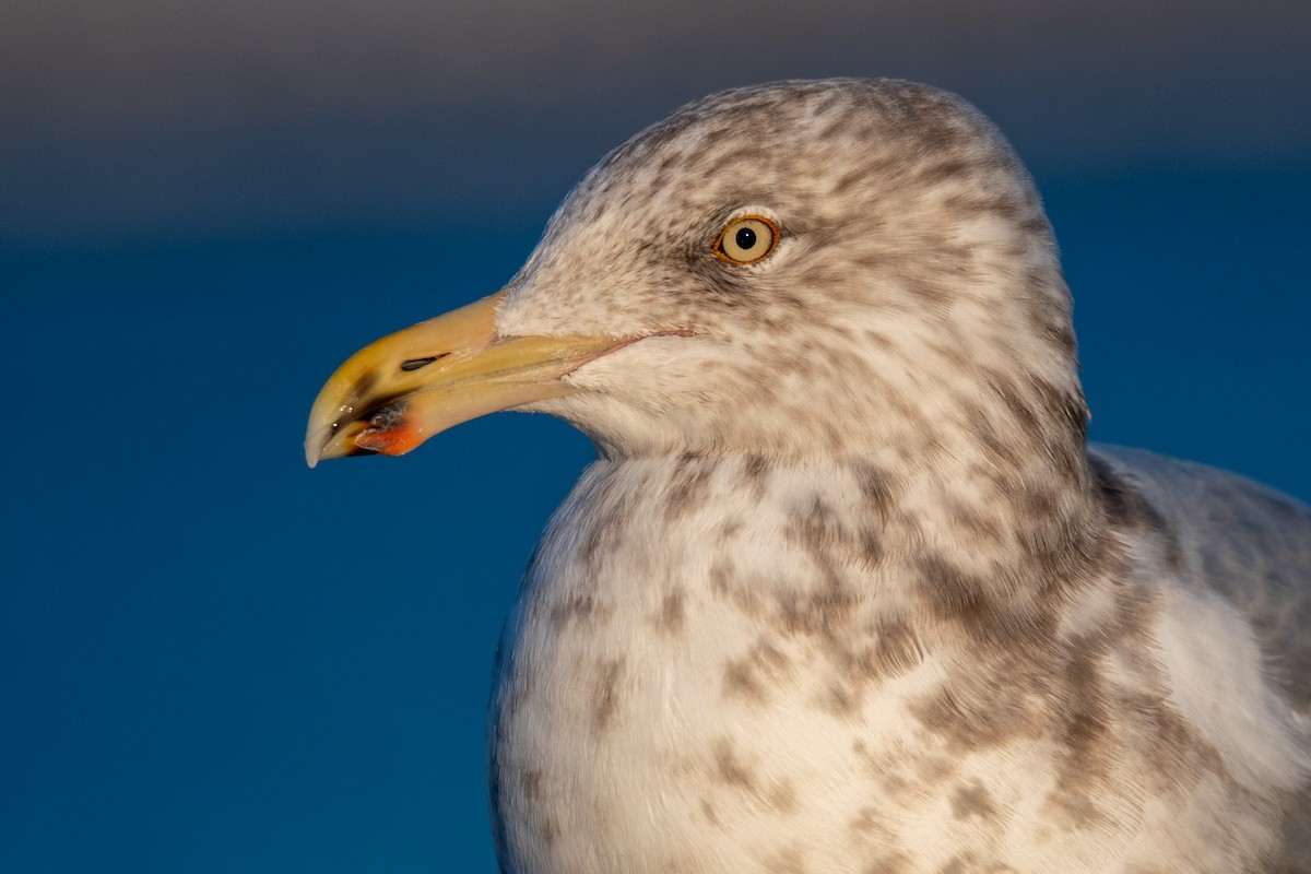 アメリカセグロカモメ - ML646838161