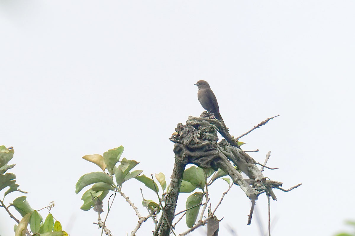 Papamoscas de Ussher - ML646838163