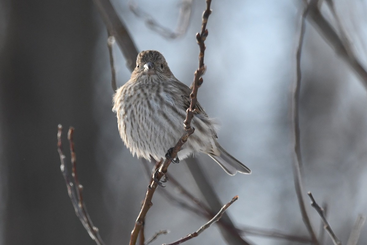 Camachuelo Mexicano - ML646838164