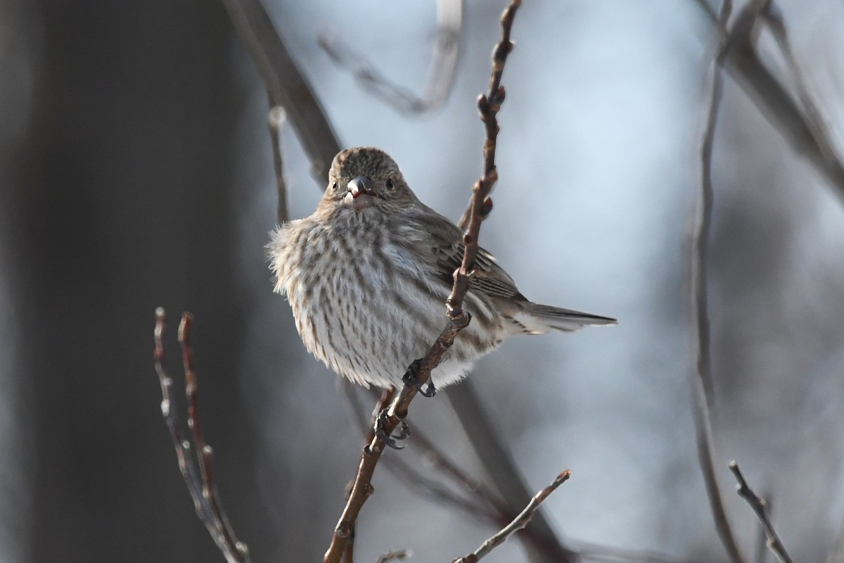 Camachuelo Mexicano - ML646838165