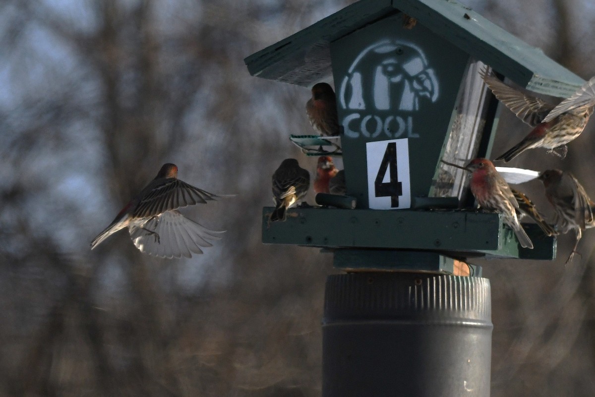 Camachuelo Mexicano - ML646838166