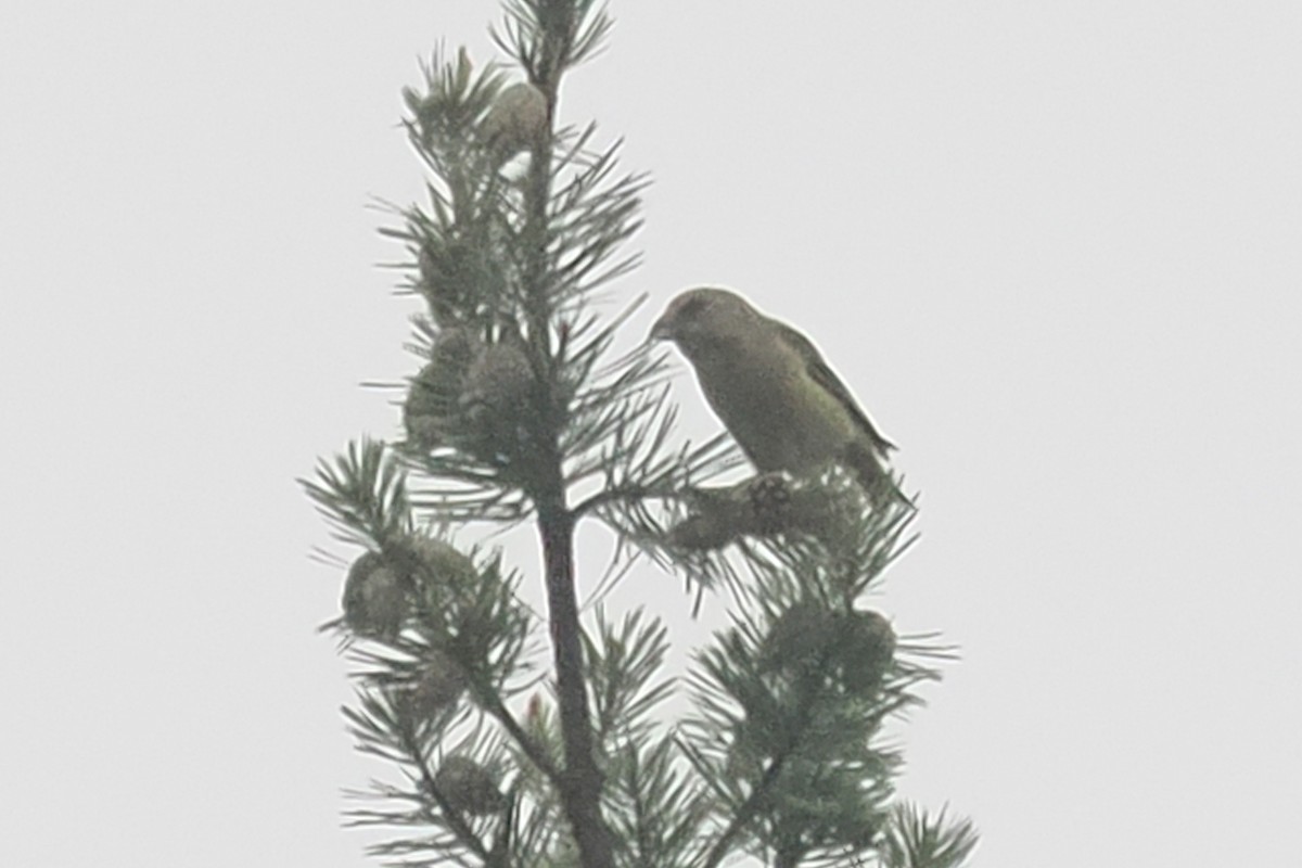 Piquituerto Común - ML646838168