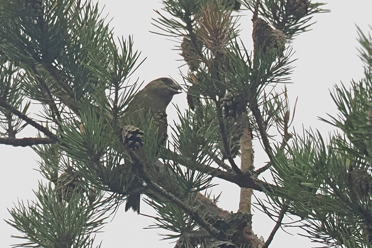 Piquituerto Común - ML646838171