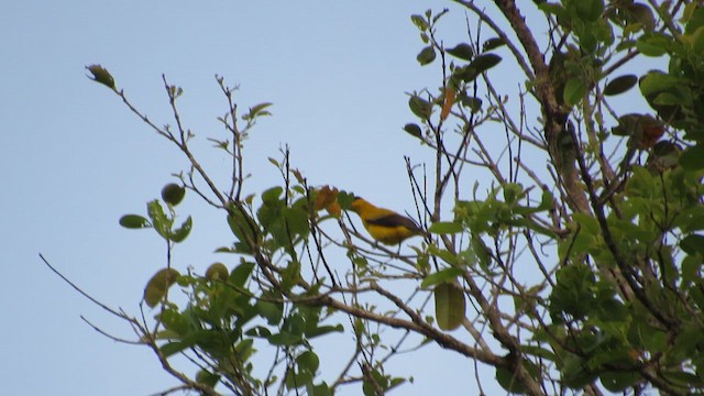 Black-naped Oriole - ML646838172
