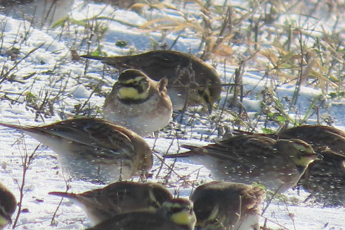 Alondra Cornuda - ML646838174