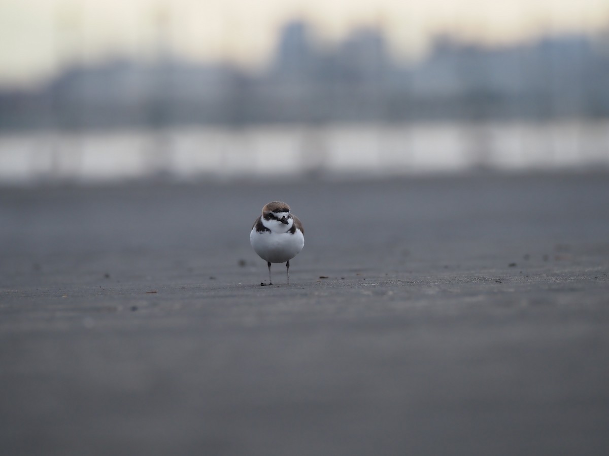 Пісочник морський - ML646838175