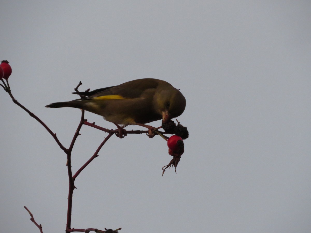 European Greenfinch - ML646838181