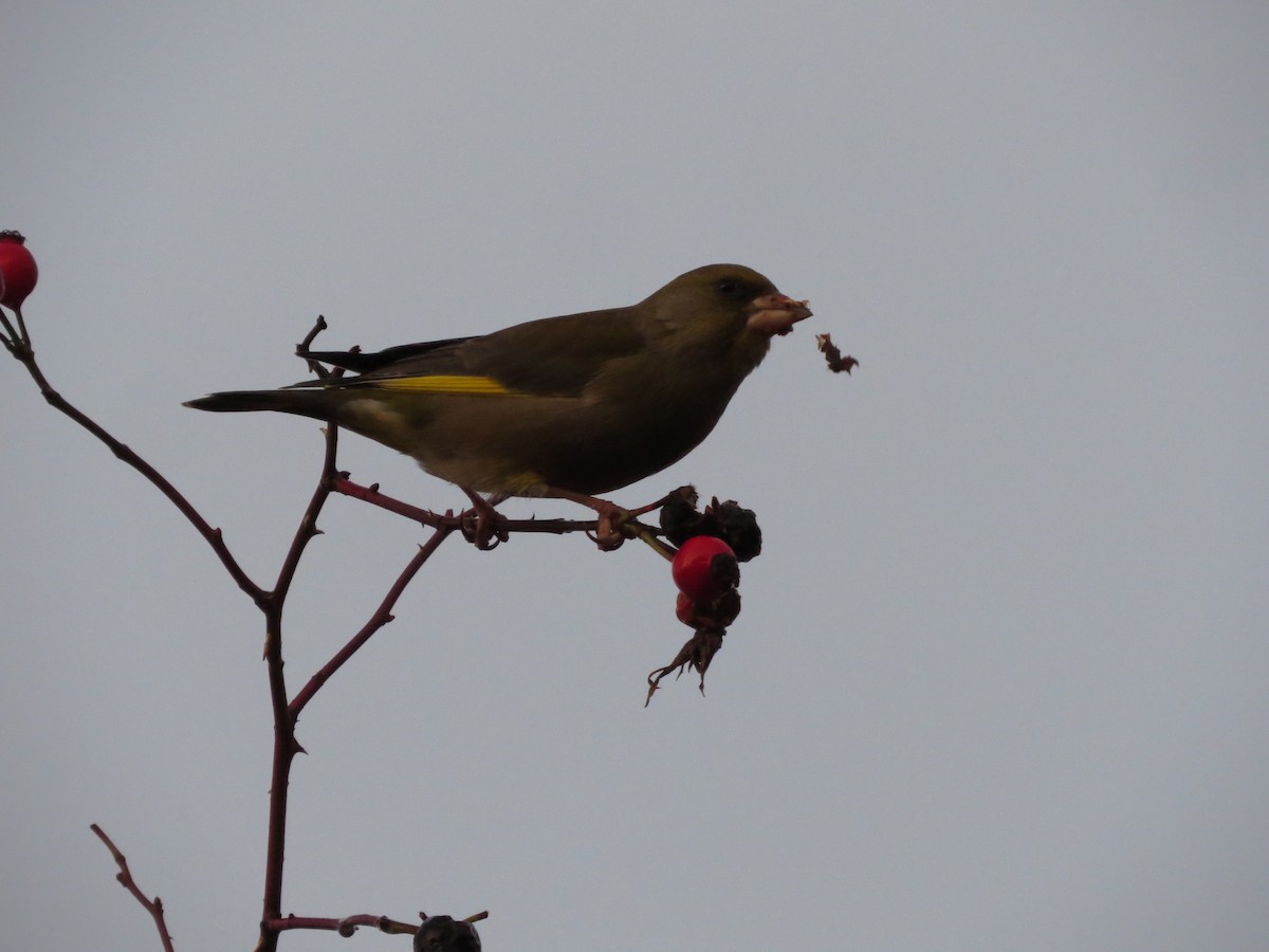 European Greenfinch - ML646838182
