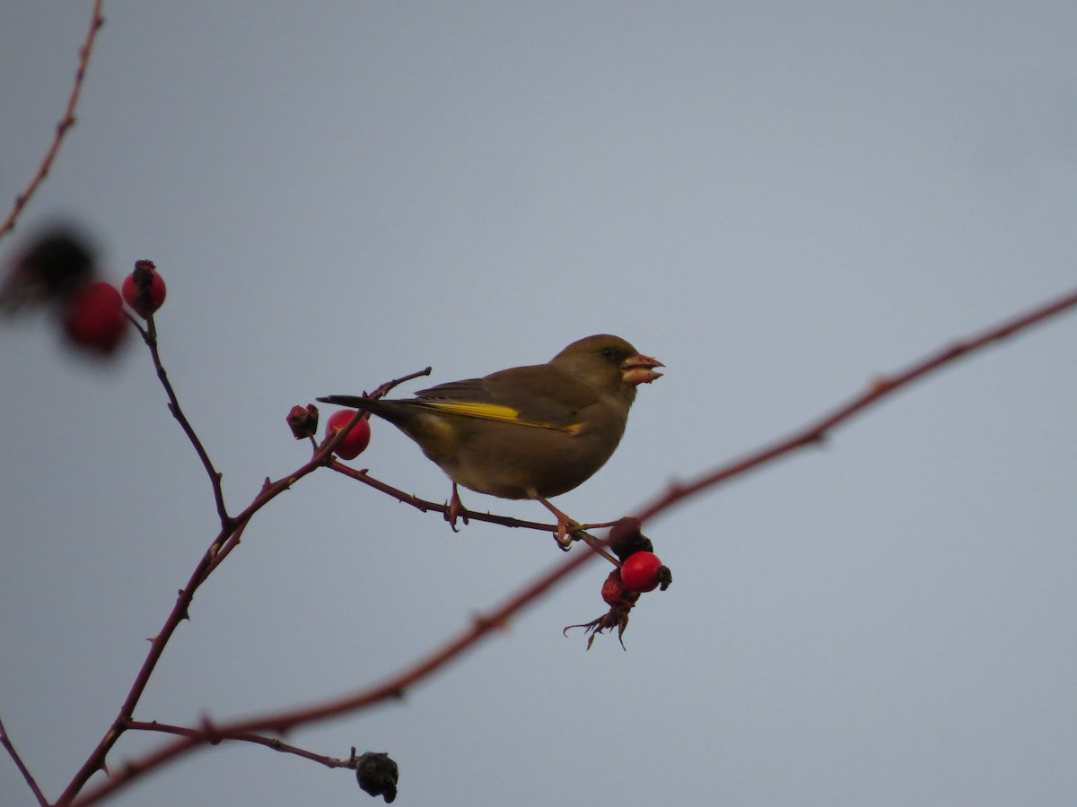 European Greenfinch - ML646838183