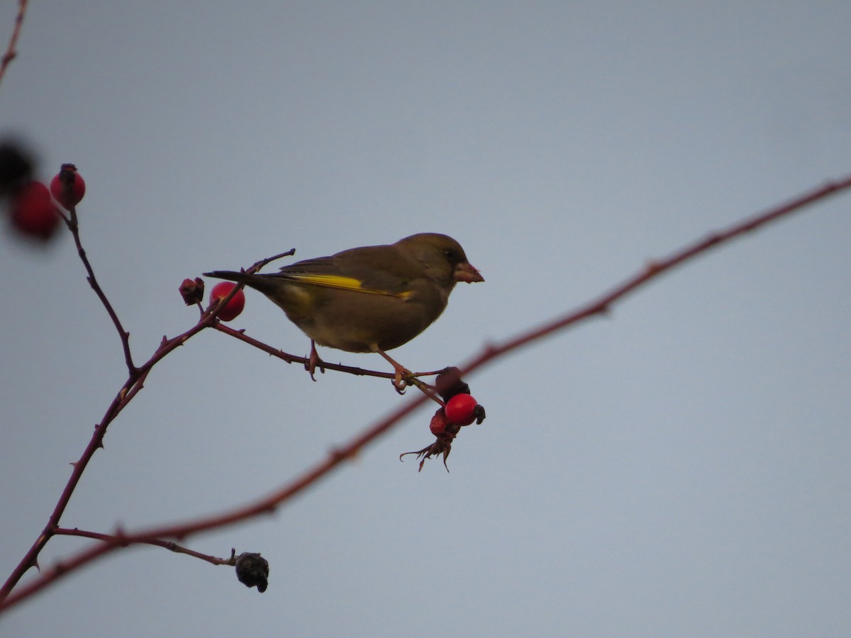 European Greenfinch - ML646838184