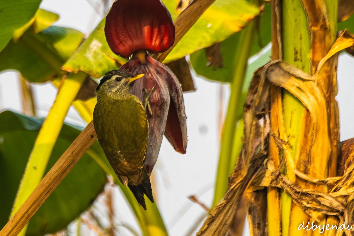 Streak-throated Woodpecker - ML646838191