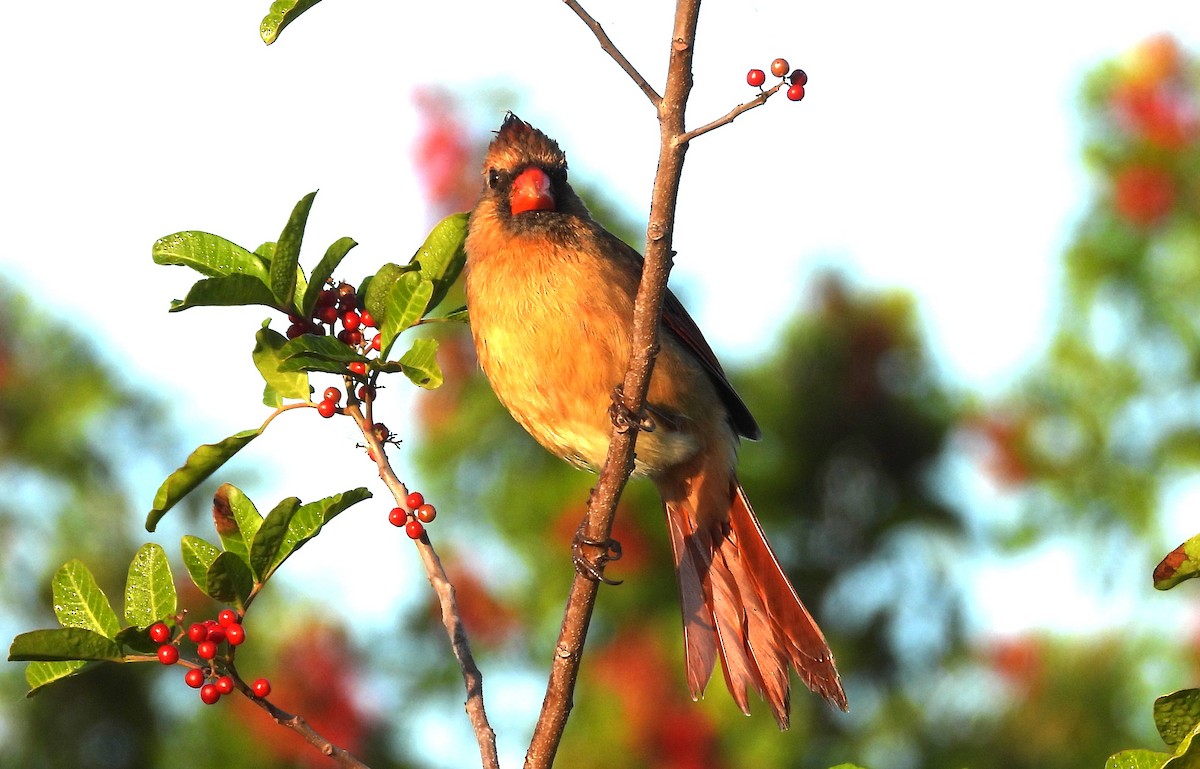Cardenal Norteño - ML646838192