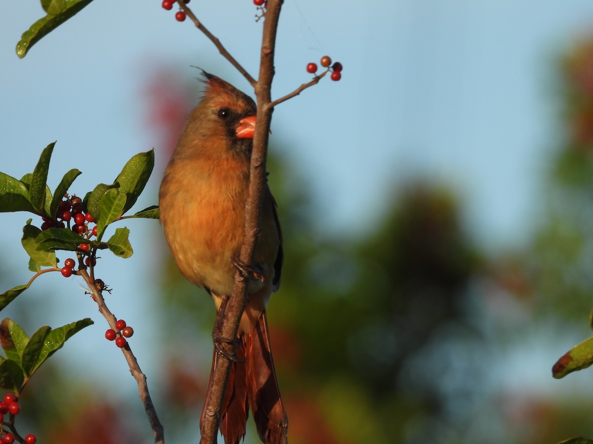 Cardenal Norteño - ML646838193