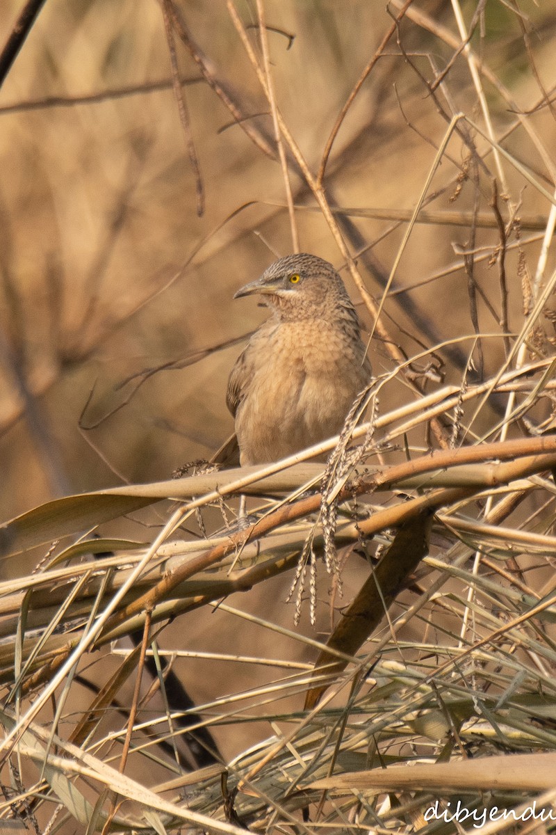 Striated Babbler - ML646838195