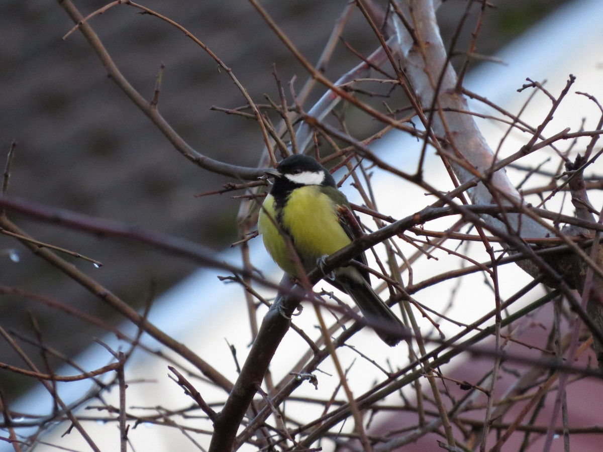 Great Tit - ML646838201