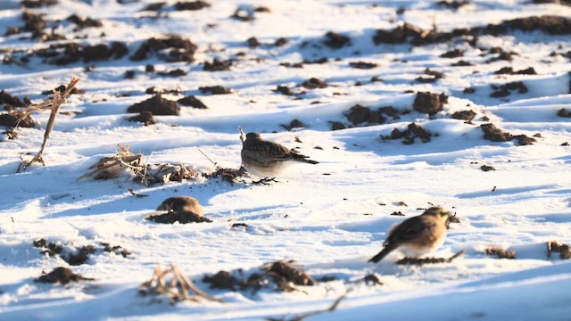 Horned Lark - ML646838203