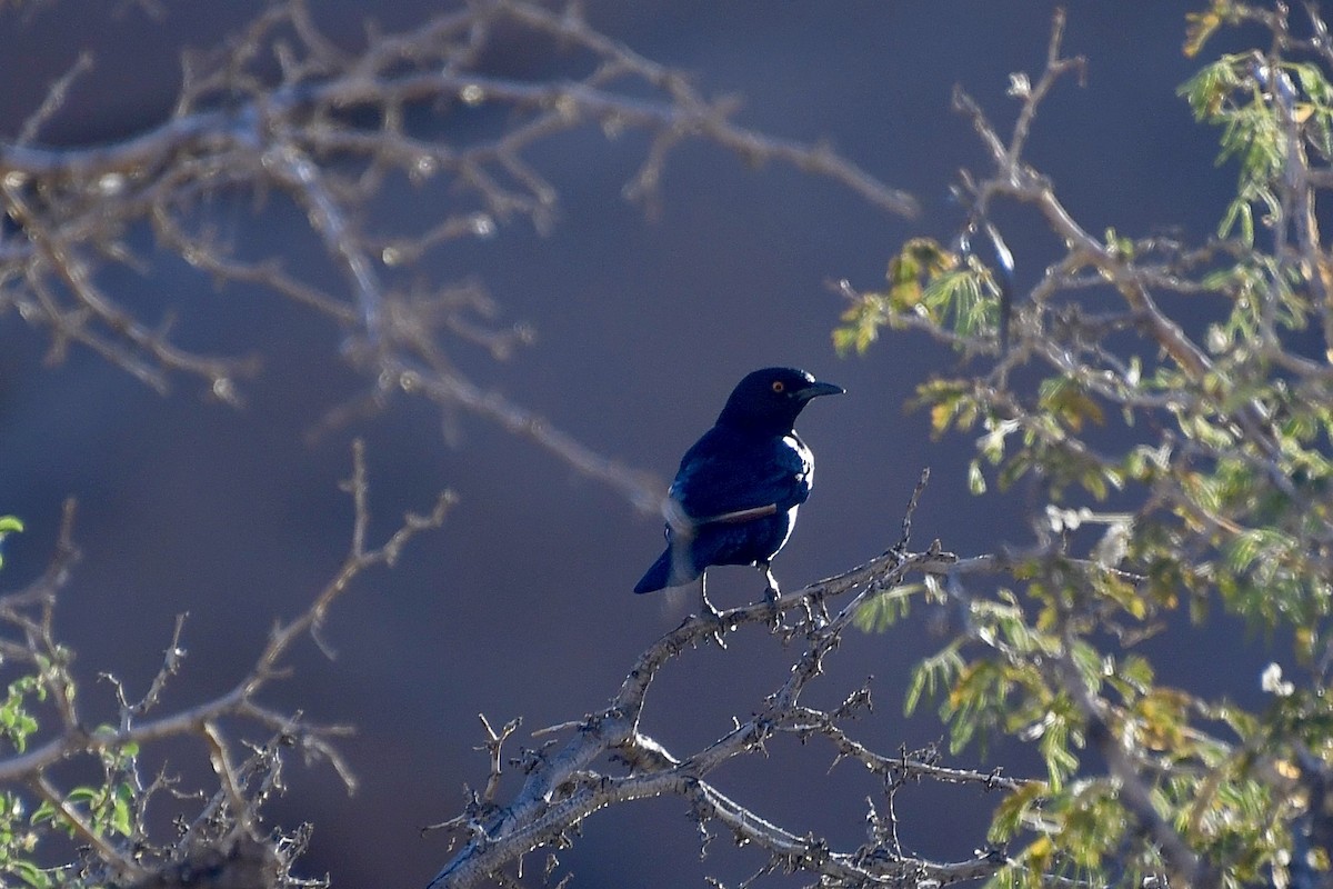 Бледнокрылый скворец - ML646838206