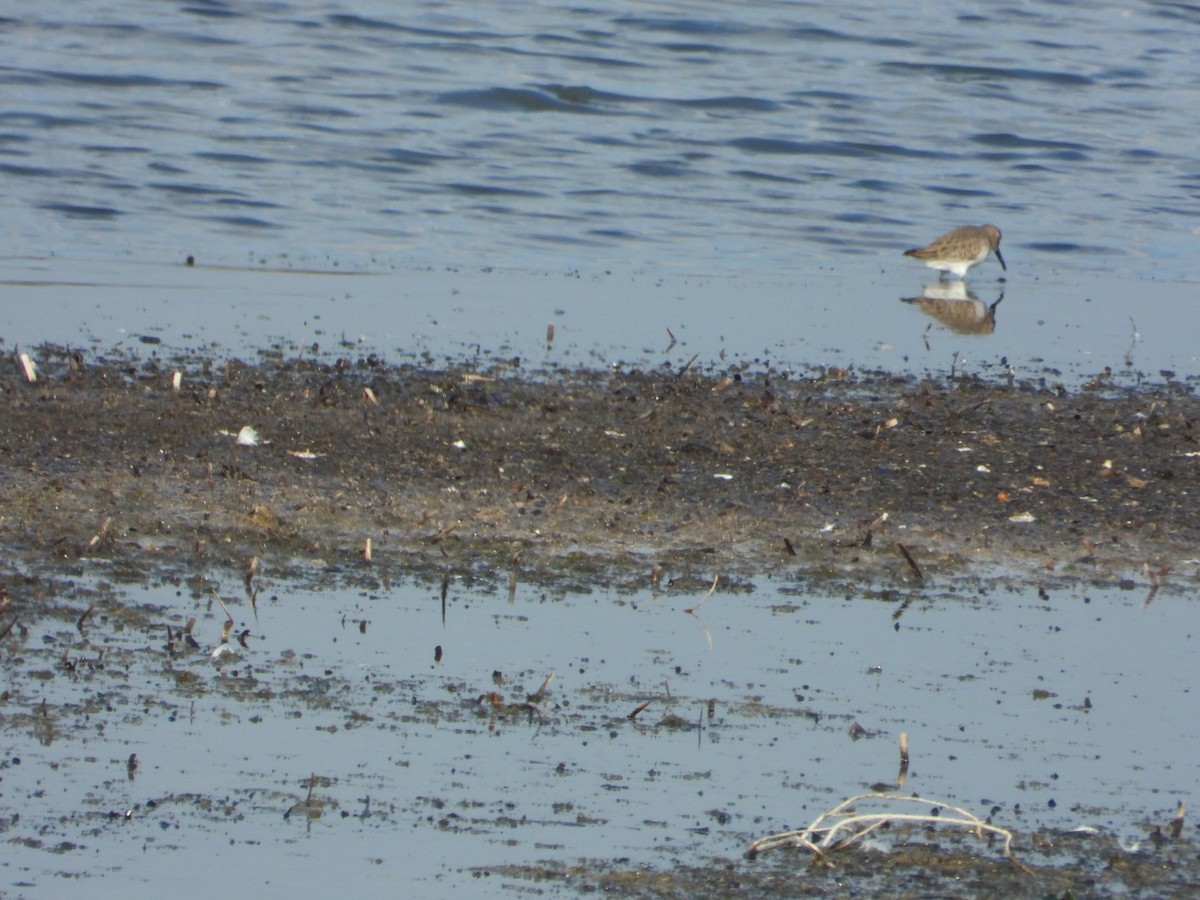 ハマシギ - ML646838208