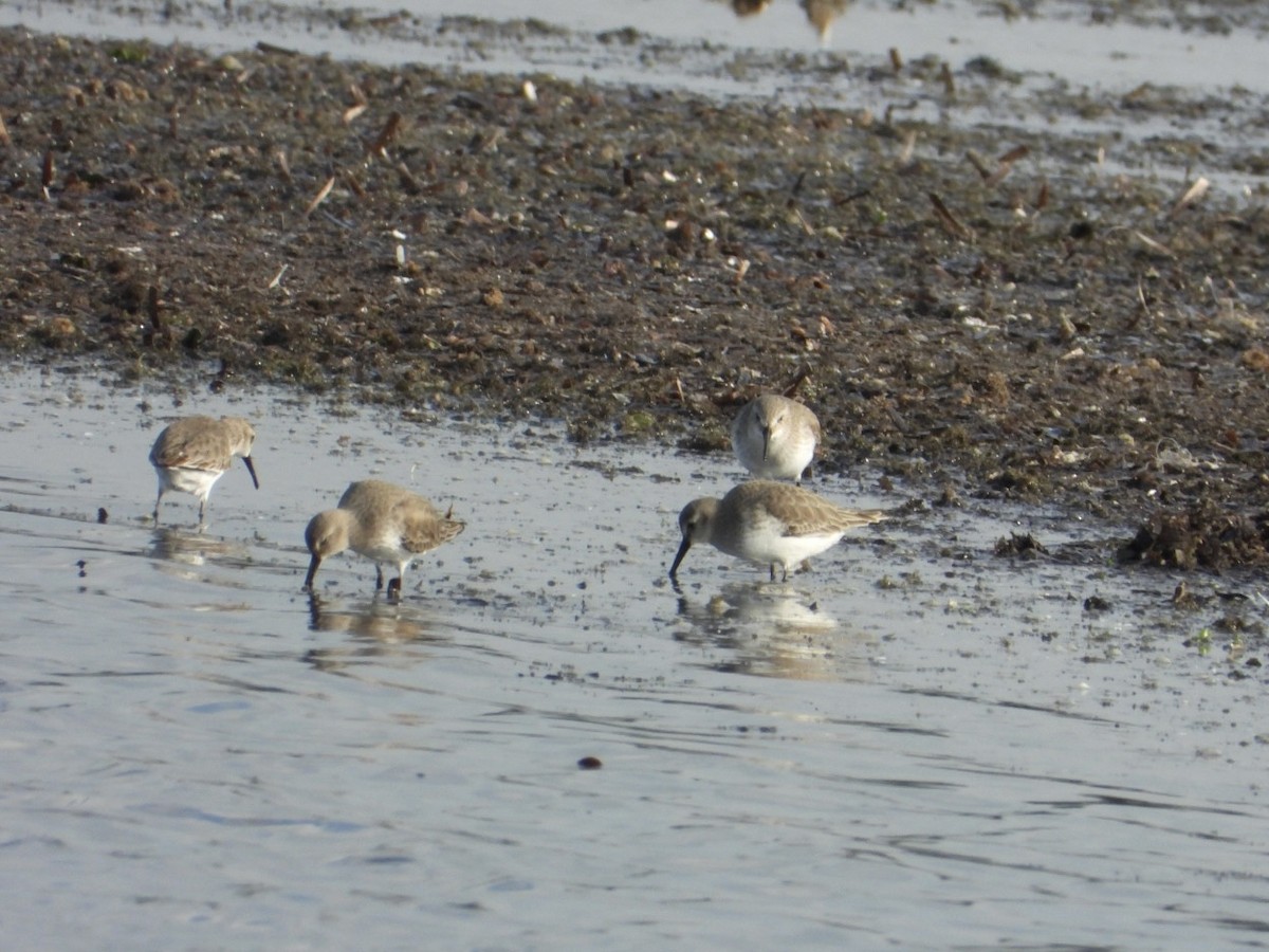 ハマシギ - ML646838211