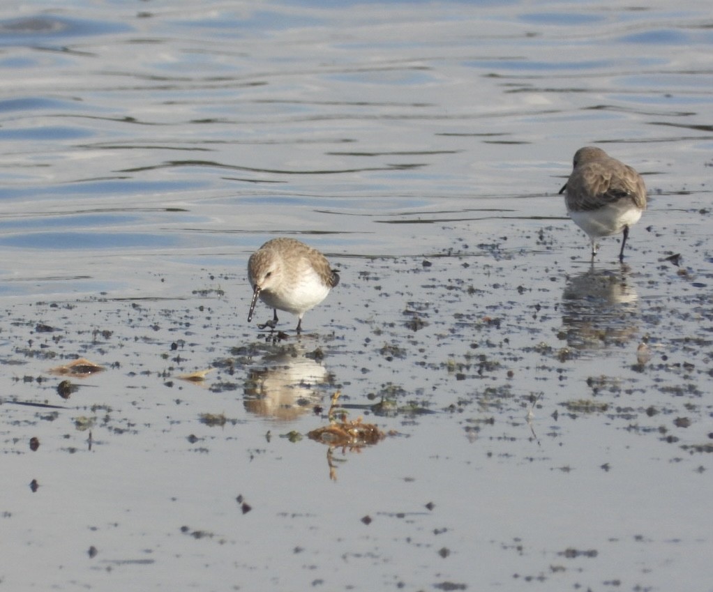 ハマシギ - ML646838214